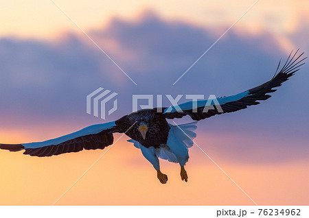 かっこいい鳥の写真素材