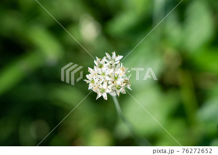 ニラ 花 白 にらの写真素材