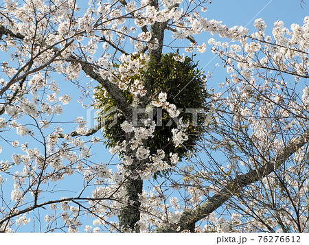 宿り木 桜 寄生 ヤドリギの写真素材