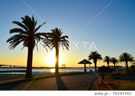 ヤシの木 椰子の木 やしの木 浜名湖の写真素材 - PIXTA