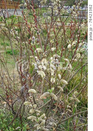 アカメ 植物の写真素材