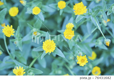 かわいい 小さな花 小さいの写真素材