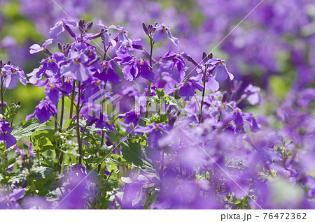 ムラサキハナナの花の写真素材