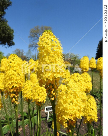 花 ブルビネラ フロリブンダ ブルビネラ 黄色の写真素材