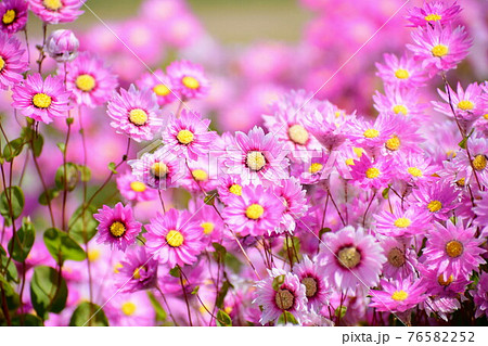 ローダンセ 植物 桃色 花の写真素材