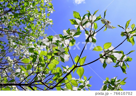 ハナミズキ 白 花 はなみずきの写真素材