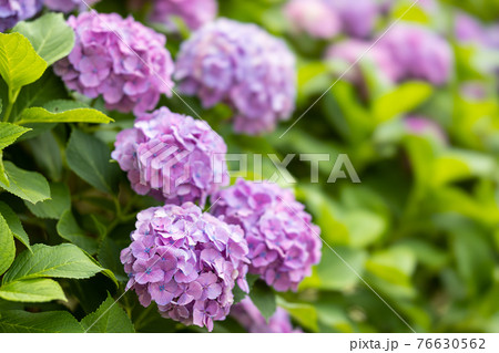 上野恩賜公園 紫陽花 梅雨 上野の写真素材