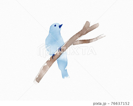 鳥類 渡り鳥 青い鳥 綺麗のイラスト素材