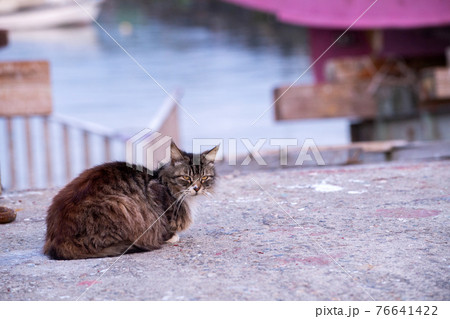 釣り人 猫 釣り 動物の写真素材