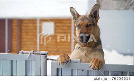 最も選択された 警察 犬 かわいい 8756 警察犬 かわいい シェパード Blogsaejpsongo