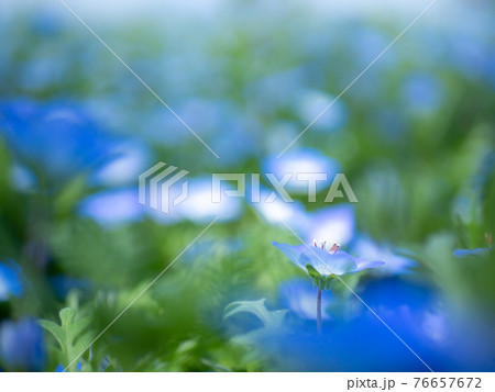 ネモフィラ 花 壁紙 ブルーの写真素材