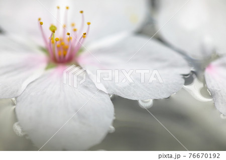 浮かせ花の写真素材