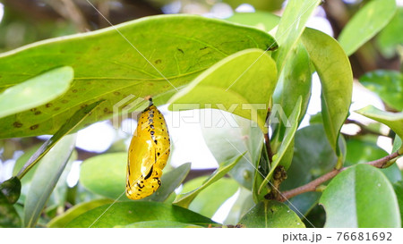 オオゴマダラのサナギの写真素材