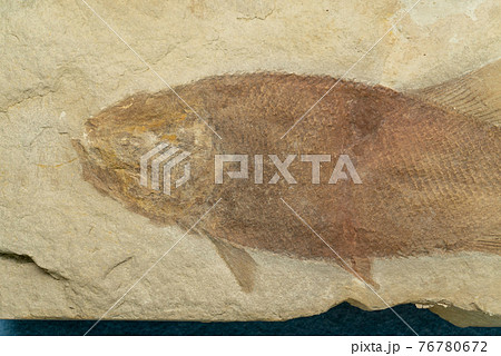 魚 魚類 骨 骨格の写真素材