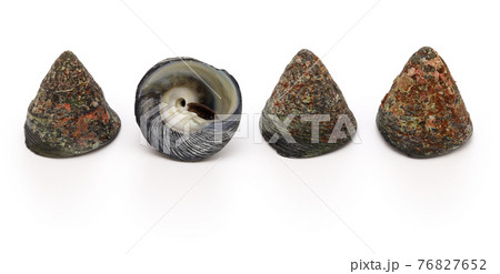 シッタカ貝 尻高貝の写真素材