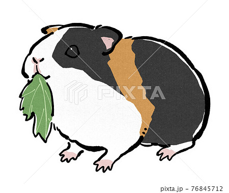 モルモットのイラスト素材集 ピクスタ モルモットのイラスト素材集 ピクスタ