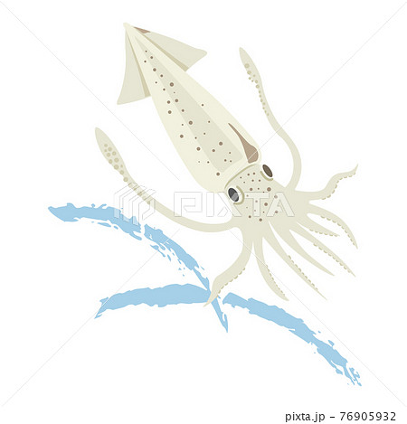 イカのイラスト素材集 ピクスタ