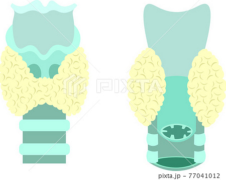 甲状腺のイラスト素材