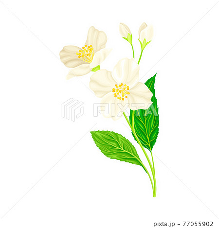 ジャスミン 花のイラスト素材 ジャスミン 花のイラスト素材