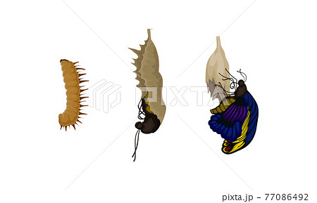 チョウ 蝶 昆虫 成長のイラスト素材