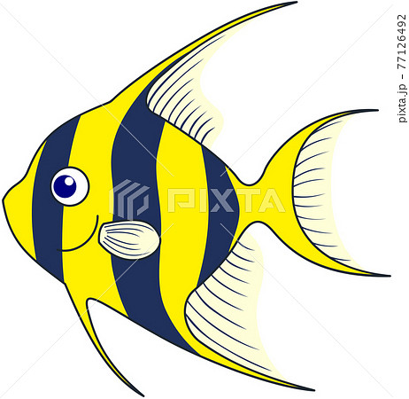魚 熱帯魚 黄色 黒の写真素材