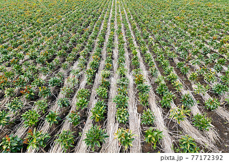 しきび 葉の写真素材