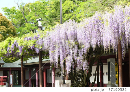 笠間稲荷神社のフジ棚の写真素材