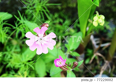 花 草花 フクロナデシコ 白の写真素材