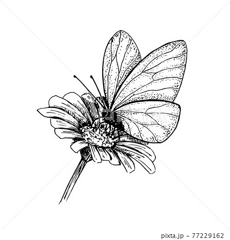 花 蝶 イラスト 白黒の写真素材 Pixta