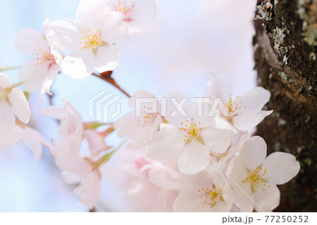 白い幹 桜の幹 美しい桜 ソメイヨシノの写真素材