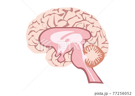 脳部位のイラスト素材