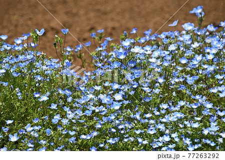 花 植物 青 ベビーブルーアイズの写真素材
