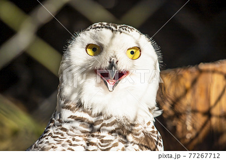 野鳥 フクロウ 顔 アップの写真素材