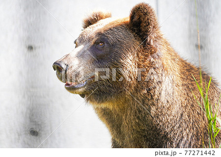 ヒグマ 円山動物園 熊の写真素材