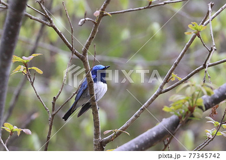 オオルリ 青い鳥 きれい 綺麗の写真素材