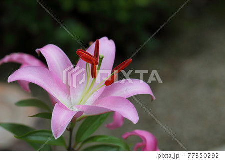 シーラ 花 ユリの写真素材