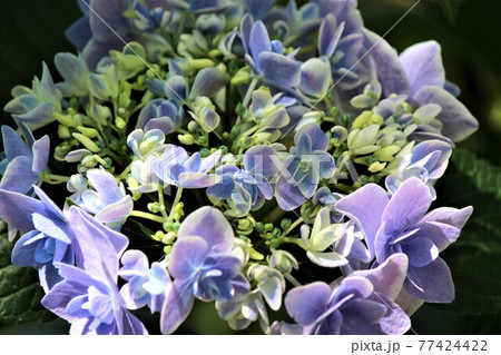 花 アジサイ コンペイトウ ブルー 植物の写真素材