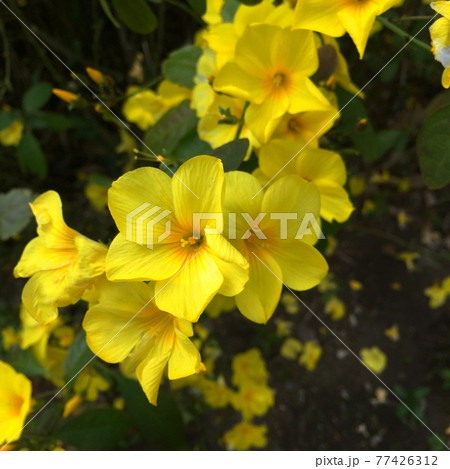 雲南月光花の写真素材