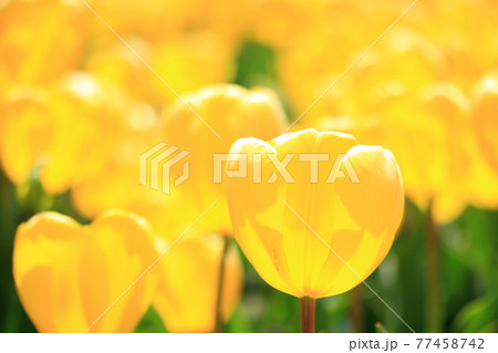 花言葉 永遠の愛の写真素材 花言葉 永遠の愛の写真素材