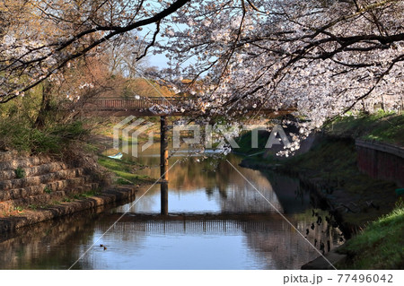 福岡堰の桜の写真素材