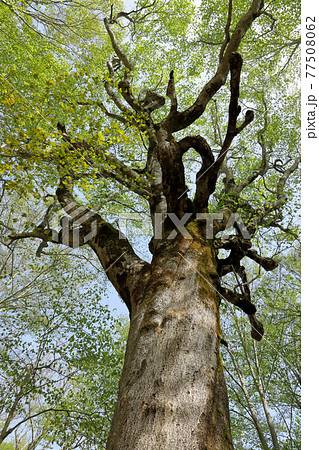 幹 木の幹 木 模様の写真素材