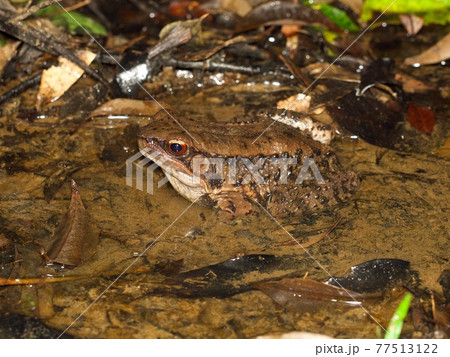 ホルストガエルの写真素材