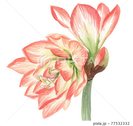 イラスト アマリリス 花 明るいのイラスト素材