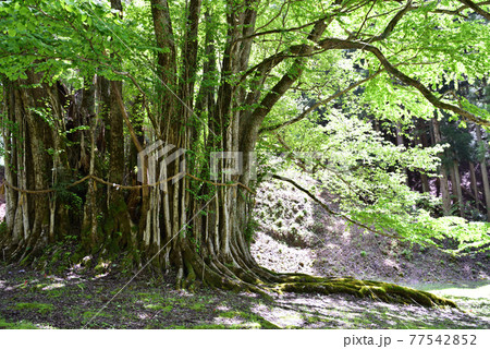 糸井の大カツラ 糸井渓谷 朝来市 朝来の写真素材
