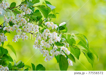 花 白い花 小花 春の写真素材