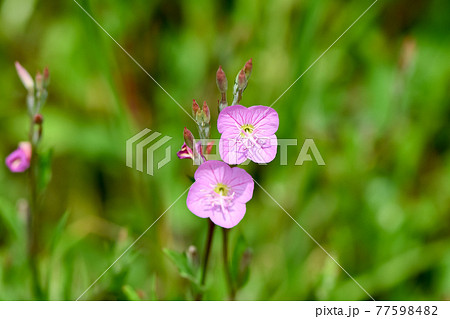 赤紫の花 雑草 植物の写真素材