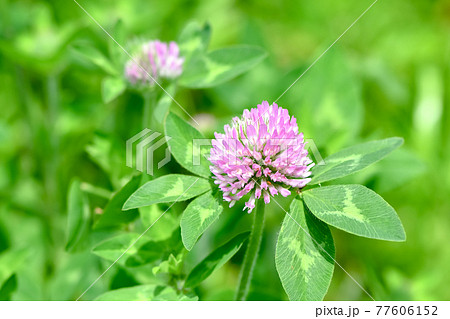 花 雑草 アカツメクサ ムラサキツメクサの写真素材