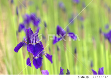 白花イリス 花の写真素材