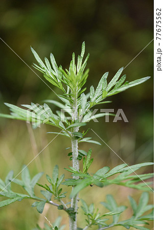 よもぎの写真素材