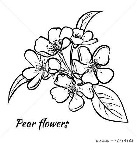 白黒 モノクロ ベクター りんごの木のイラスト素材